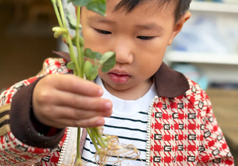 Gillispie School Early Childhood Program Gillispie School early childhood student looking at a germinating plant